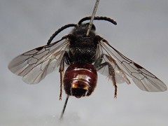 Sphecodes ephippius