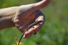 Aspidoscelis hyperythrus beldingi