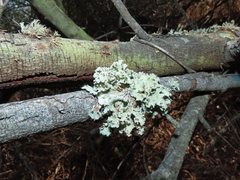 Parmotrema hypoleucinum