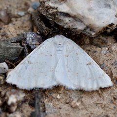 Dyscia penulataria