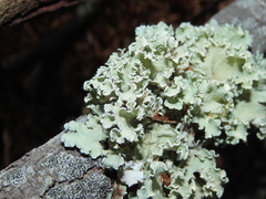 Parmotrema hypoleucinum