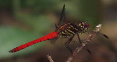 Orthemis biolleyi