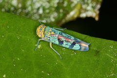 Amblyscarta invenusta