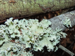 Parmotrema hypoleucinum