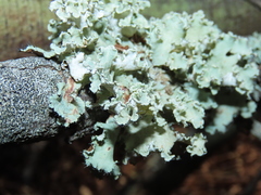 Parmotrema hypoleucinum