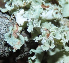 Parmotrema hypoleucinum