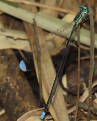 Platystigma buckleyi