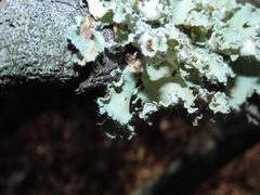 Parmotrema hypoleucinum