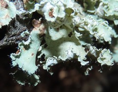 Parmotrema hypoleucinum