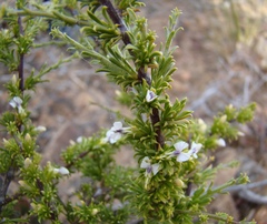 Muraltia macrocarpa