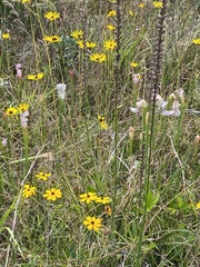 Coreopsis linifolia