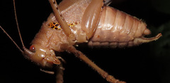 Schedocentrus