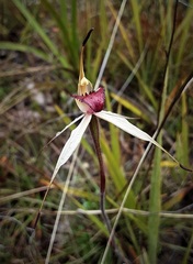 Caladenia fitzgeraldii