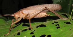 Schedocentrus