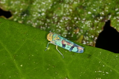 Amblyscarta invenusta