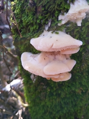 Irpiciporus