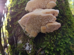 Irpiciporus