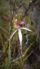 Caladenia fitzgeraldii