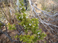 Muraltia macrocarpa