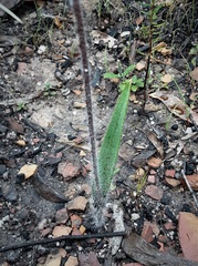 Caladenia fitzgeraldii