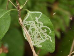 Phytomyza aprilina