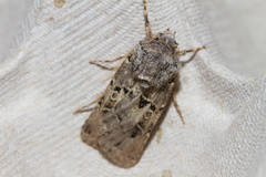 Agrotis lata