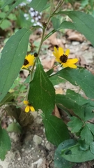 Rudbeckia