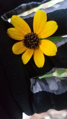 Rudbeckia