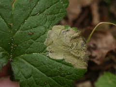 Metallus lanceolatus
