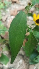 Rudbeckia