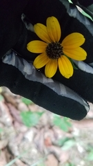 Rudbeckia