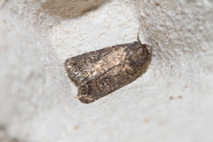 Caradrina germainii