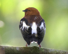 Machaeropterus deliciosus