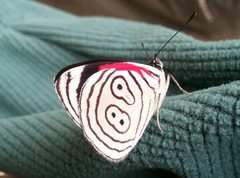 Diaethria neglecta neglecta
