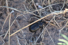 Calosoma laeve
