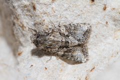 Dryobotodes monochroma