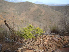 Muraltia macrocarpa