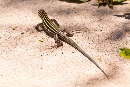 Plateau Striped Whiptail, Verde River--White Bridge Picnic Area, photo 6 of 10