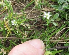 Sagina decumbens