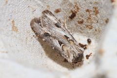 Agrotis sabulosa