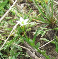 Sagina decumbens