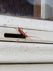 Chenoderus testaceus