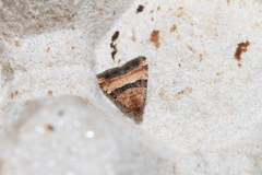 Pseudozarba bipartita