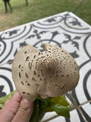 Chlorophyllum molybdites