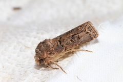 Agrotis lata