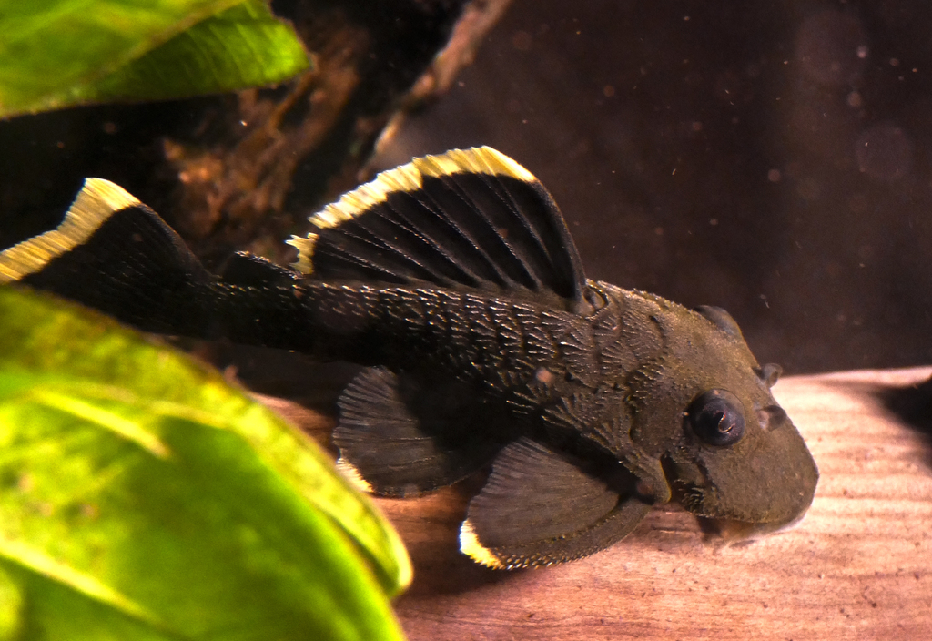 Mango Pleco
