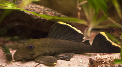 Mango Pleco photo 2