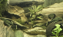 Mango Pleco photo 3