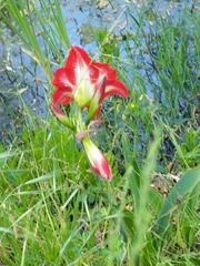 Hippeastrum