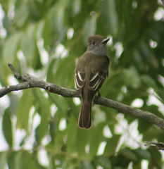 Myiarchus crinitus